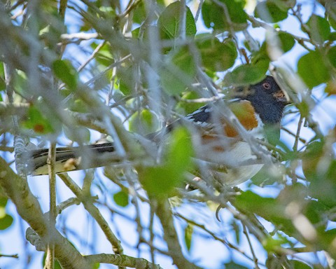 Spotted Towhee - James Kendall