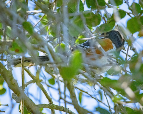 Spotted Towhee - James Kendall