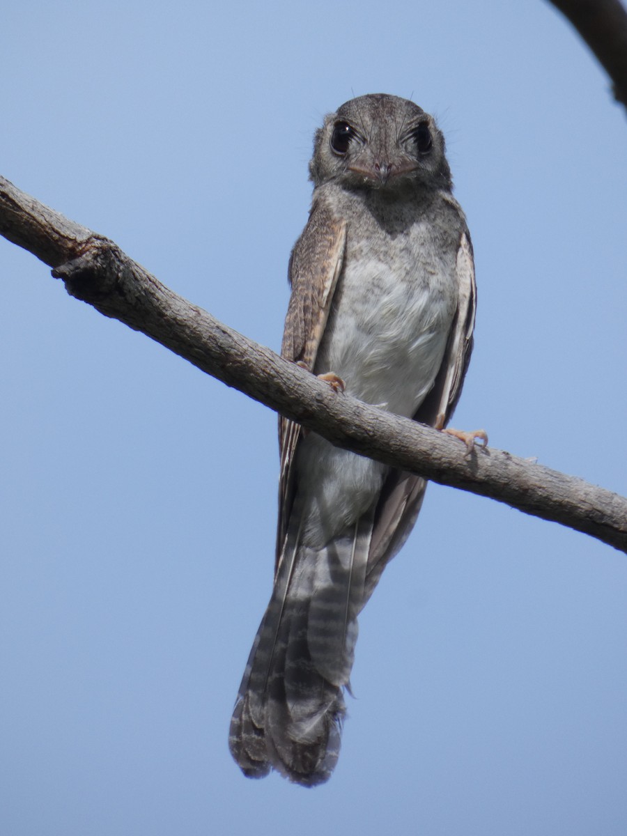 Australian Owlet-nightjar - ML410396241