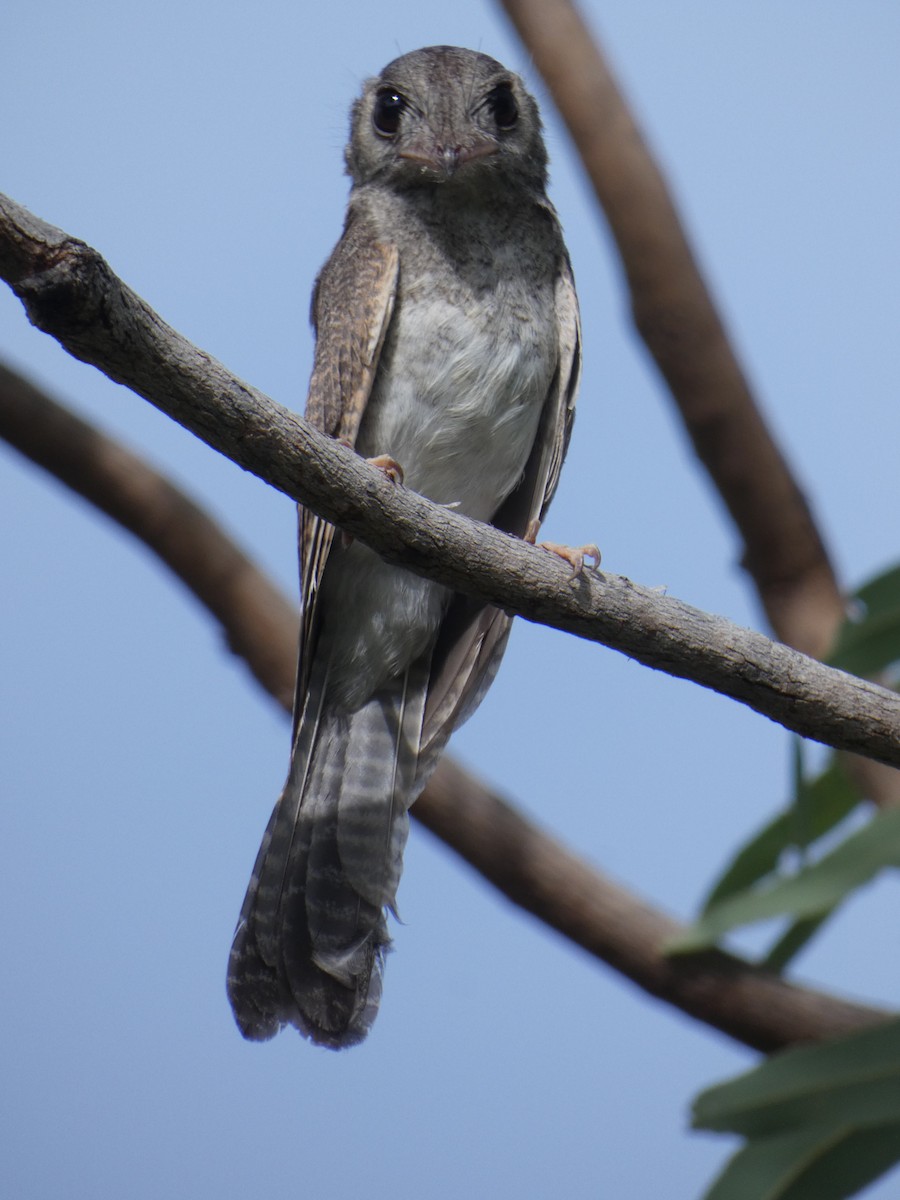 Australian Owlet-nightjar - ML410396261