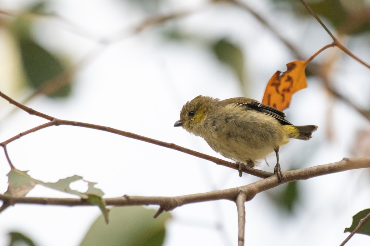 Forty-spotted Pardalote - Bird Dude