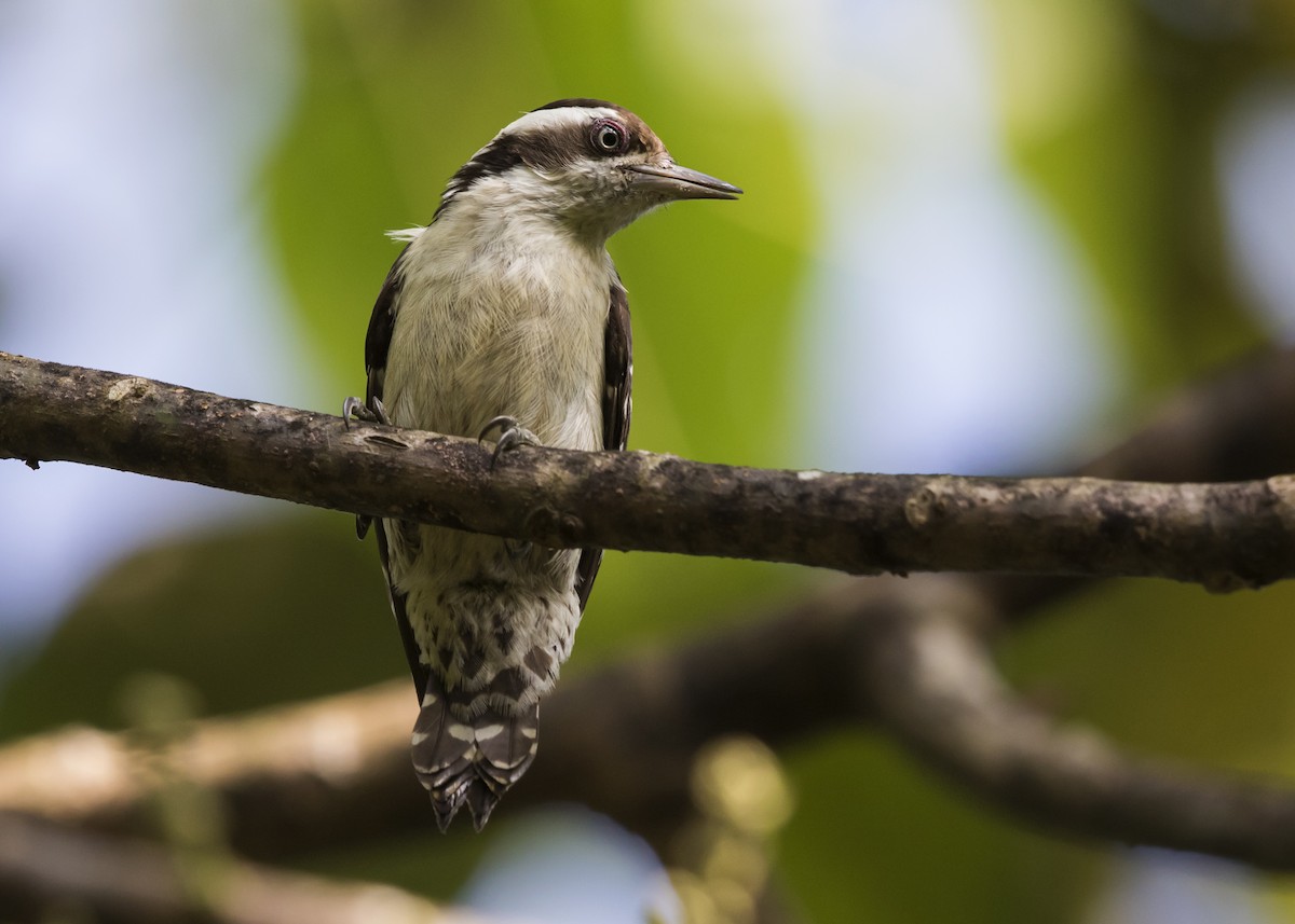 Brown-capped Pygmy Woodpecker - ML410403701