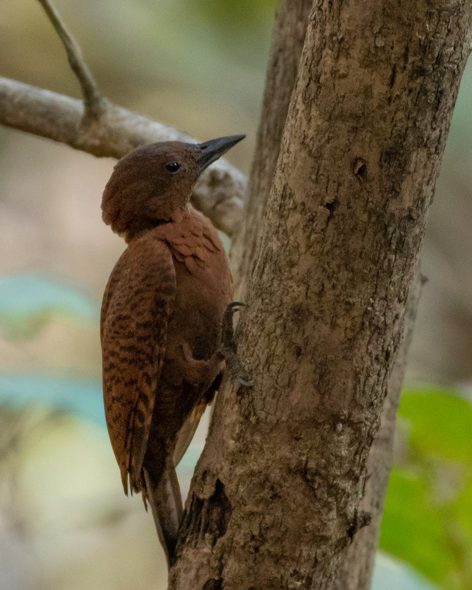 Rufous Woodpecker - krishnakumar K Iyer