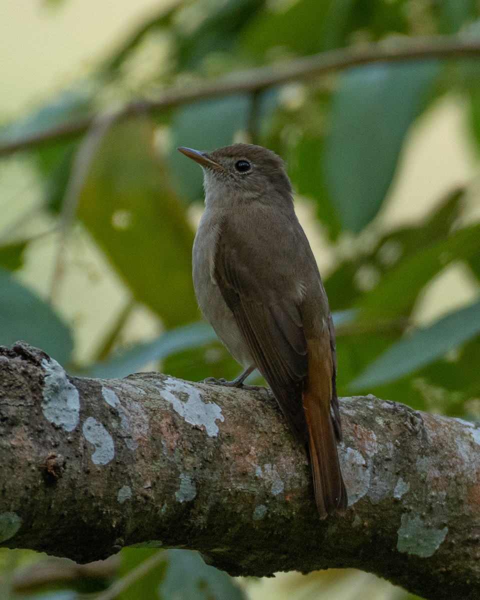 Rusty-tailed Flycatcher - krishnakumar K Iyer