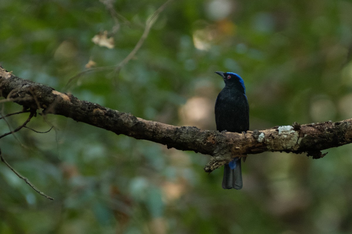Asian Fairy-bluebird - krishnakumar K Iyer
