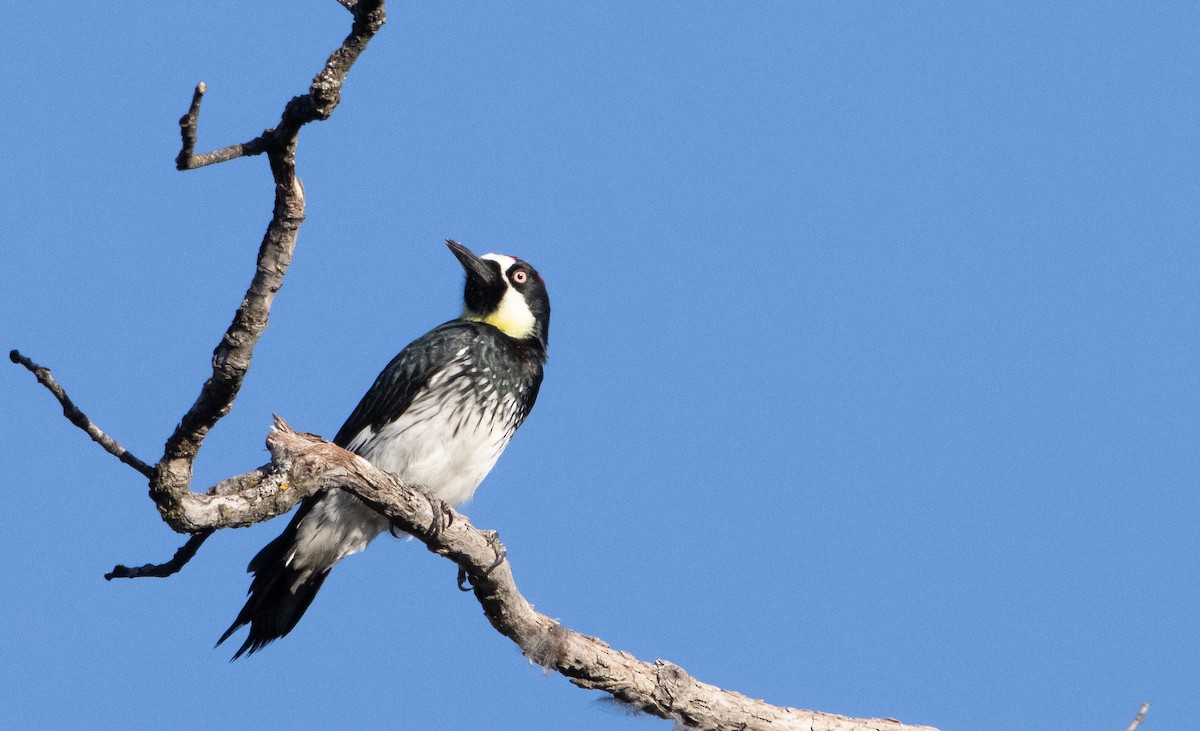 Acorn Woodpecker - ML410408791