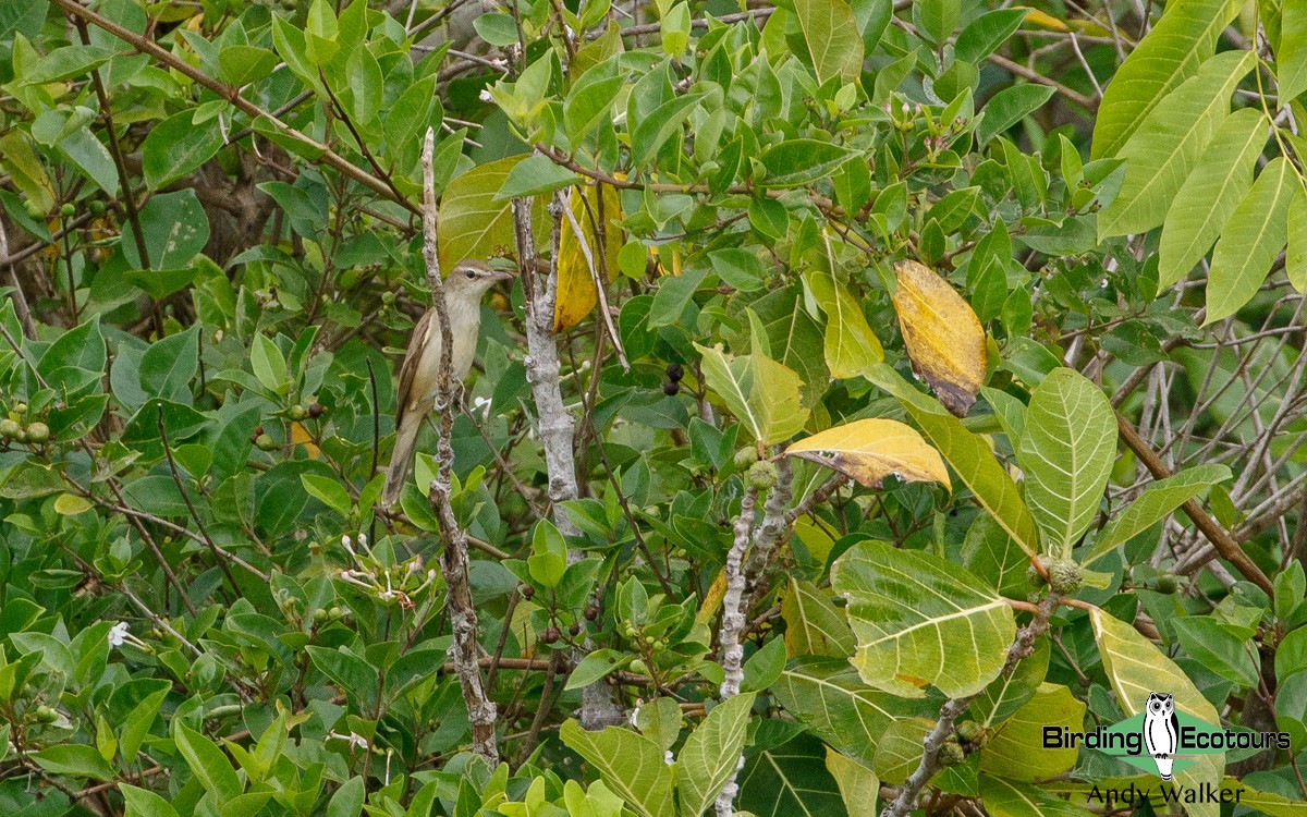 Oriental Reed Warbler - ML410411431