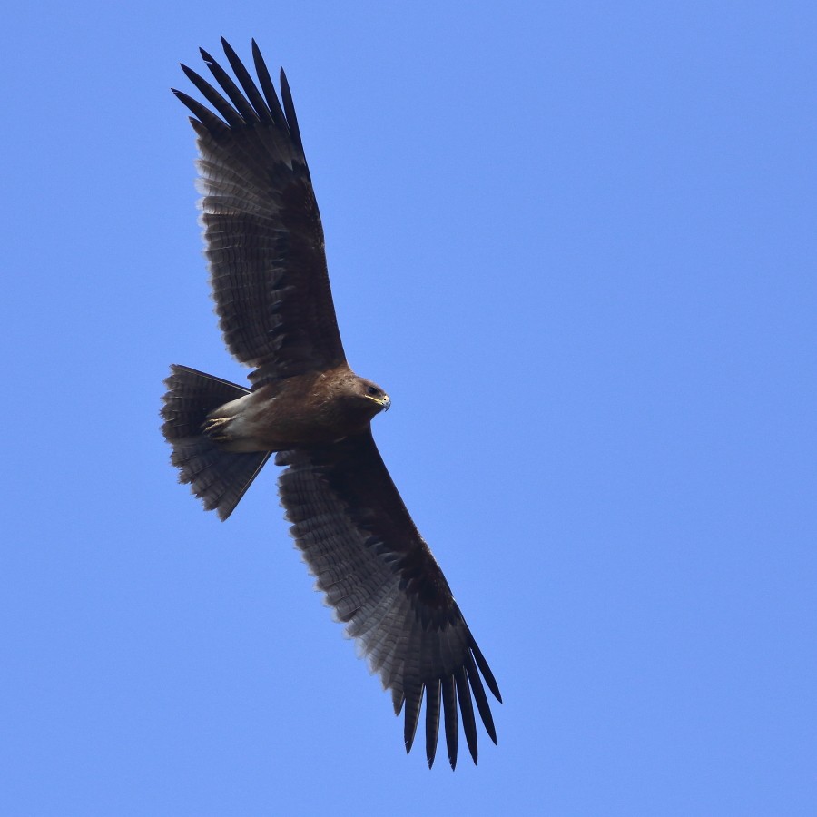 Indian Spotted Eagle - ML410413061