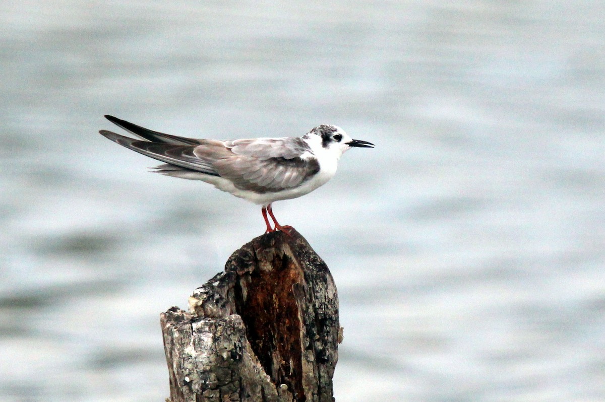 White-winged Tern - 少杰 郦
