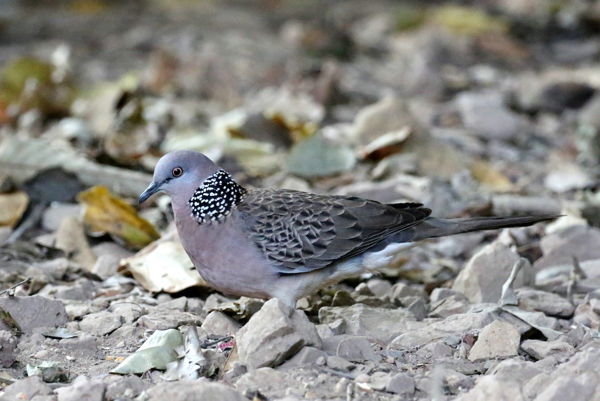 Spotted Dove - ML410416421