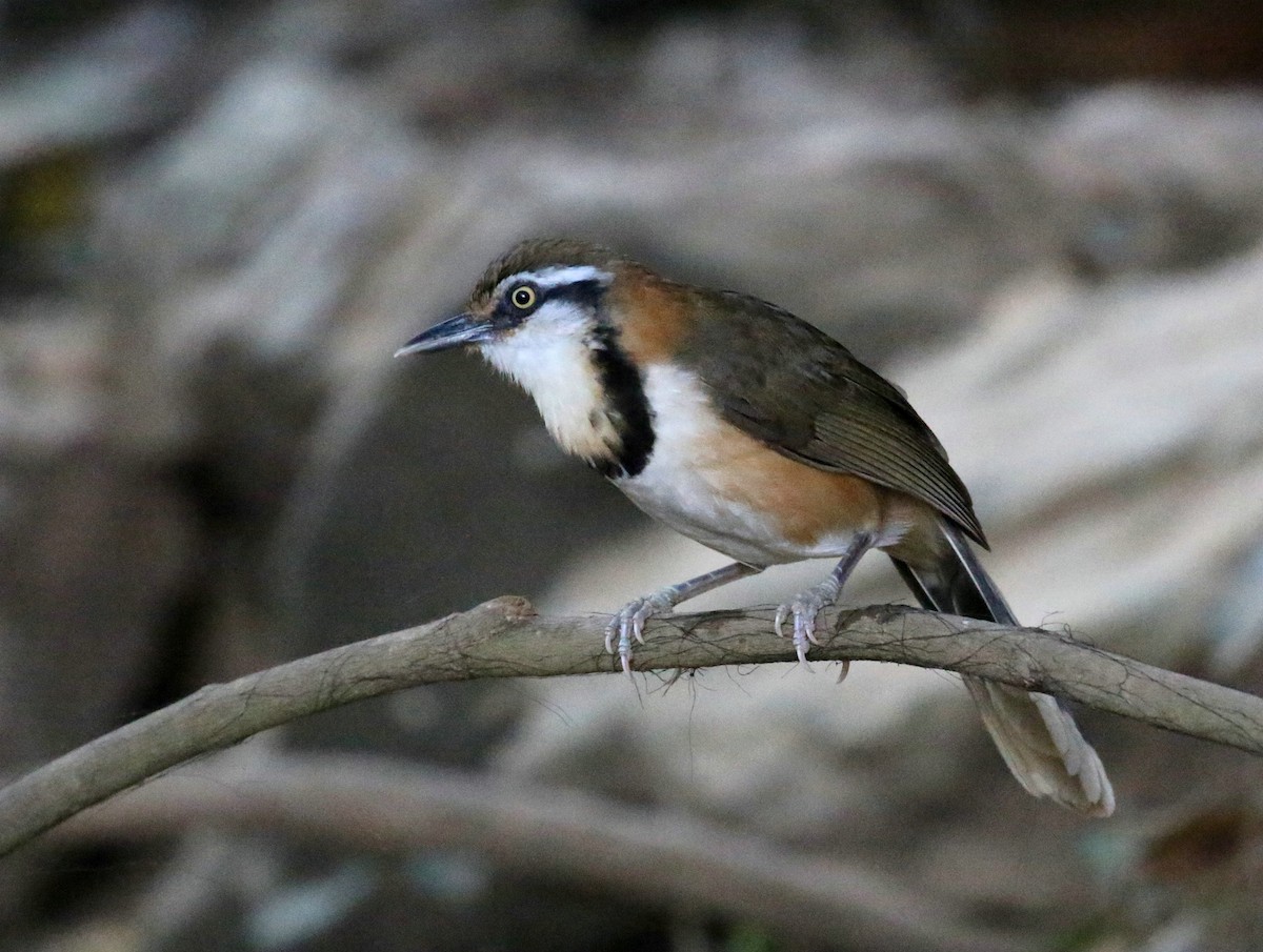 Lesser Necklaced Laughingthrush - ML410416931