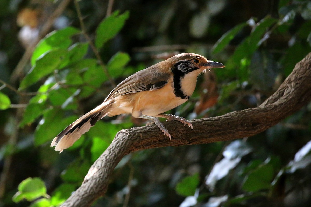 Greater Necklaced Laughingthrush - ML410416941