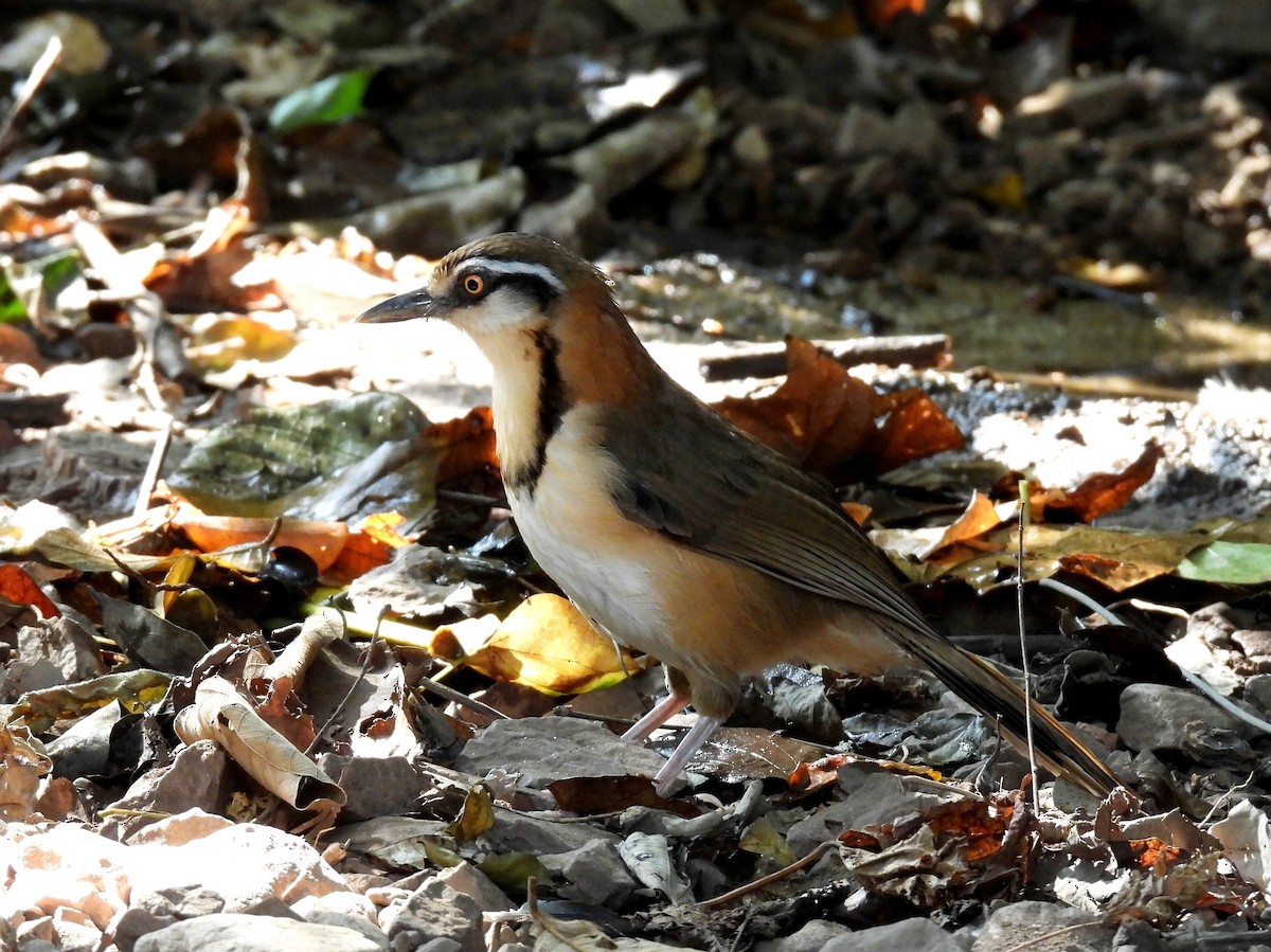 Lesser Necklaced Laughingthrush - ML410416951