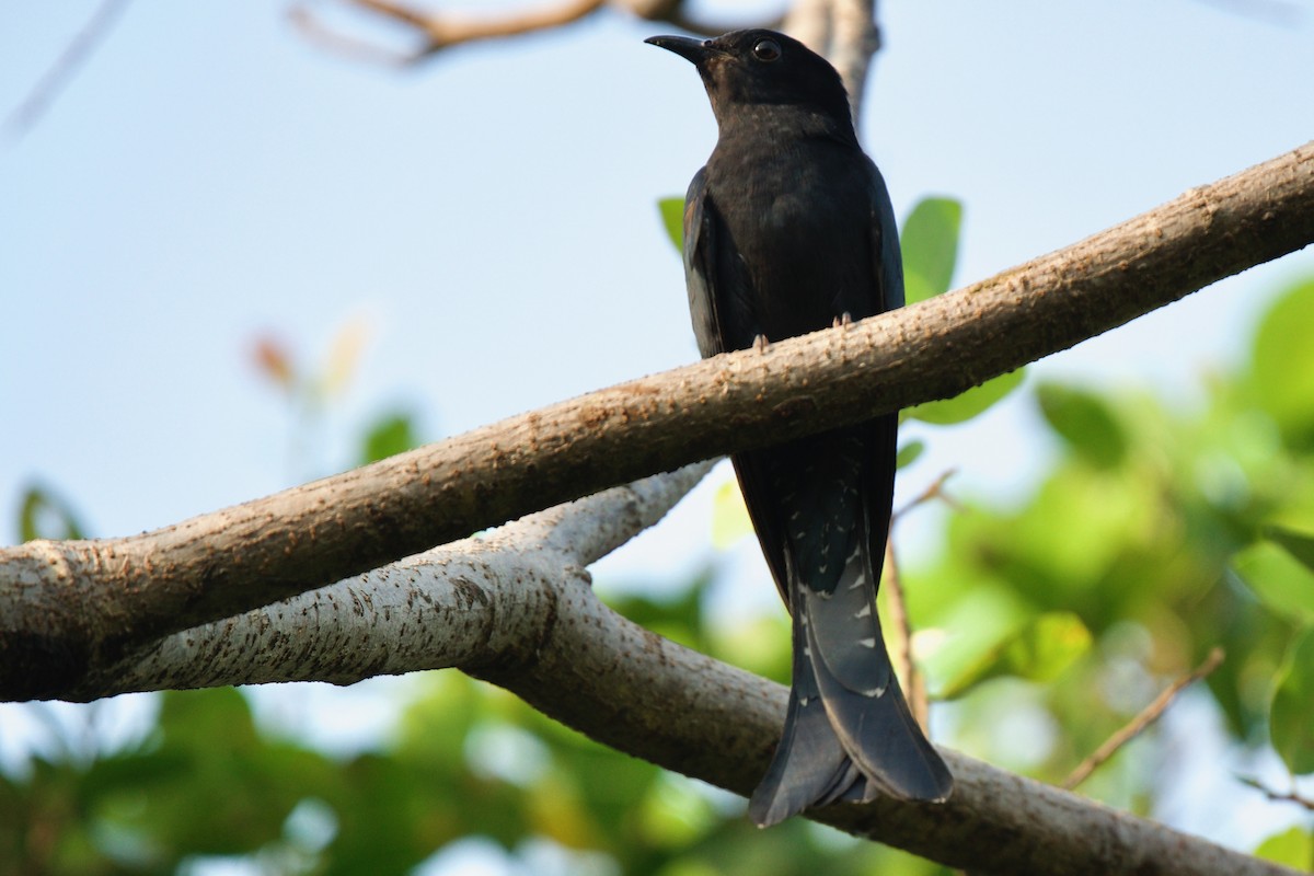 Square-tailed Drongo-Cuckoo - ML410417351