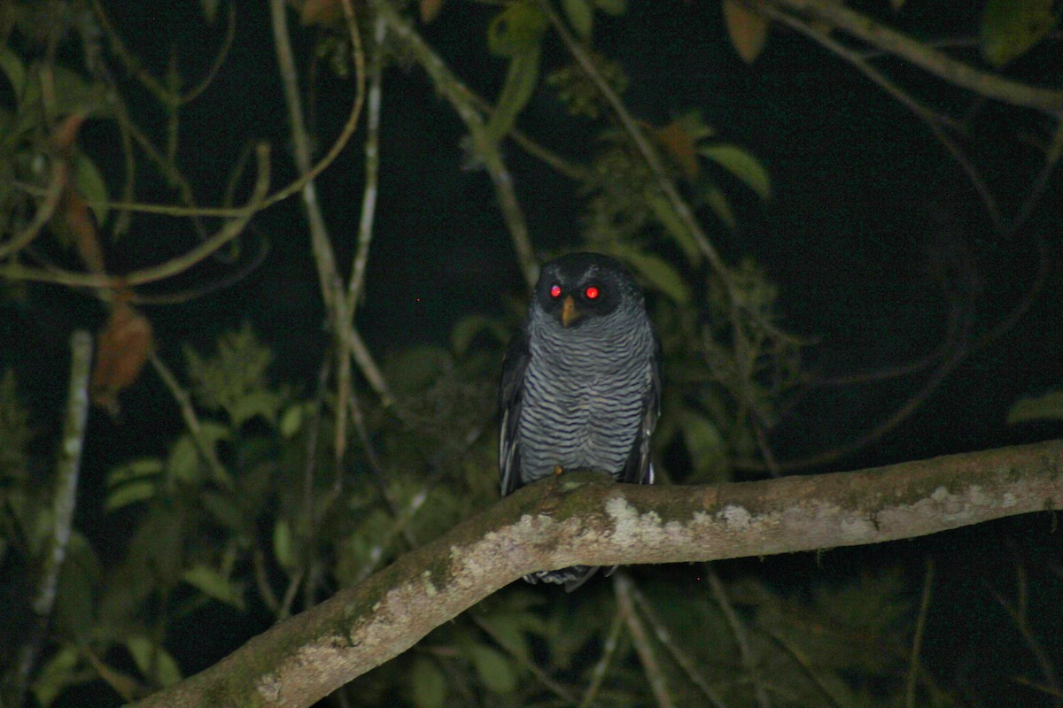 Black-and-white Owl - ML41041831