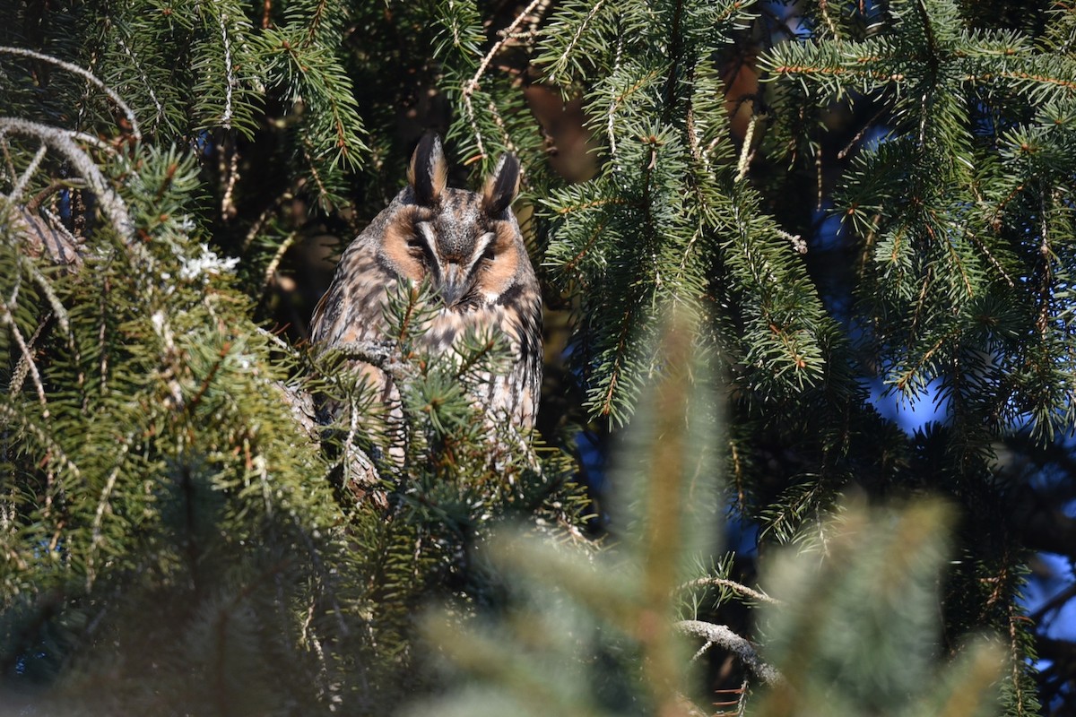 Long-eared Owl - ML410421571