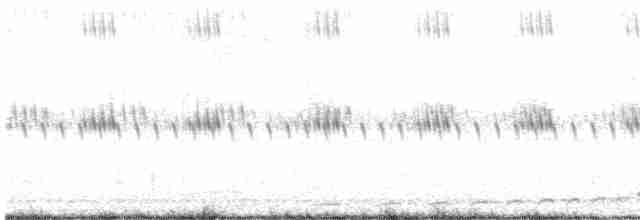 White-throated Nightjar - ML410423411