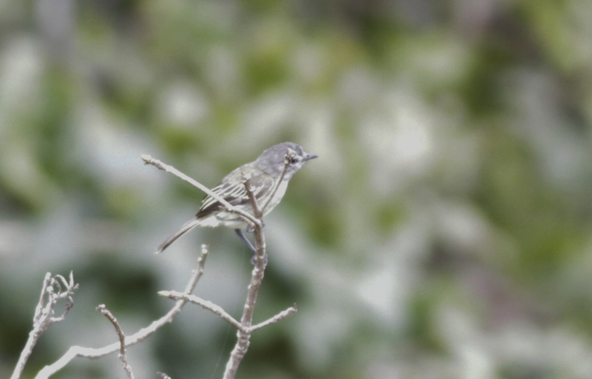 Gray-crowned Flatbill - ML410425581