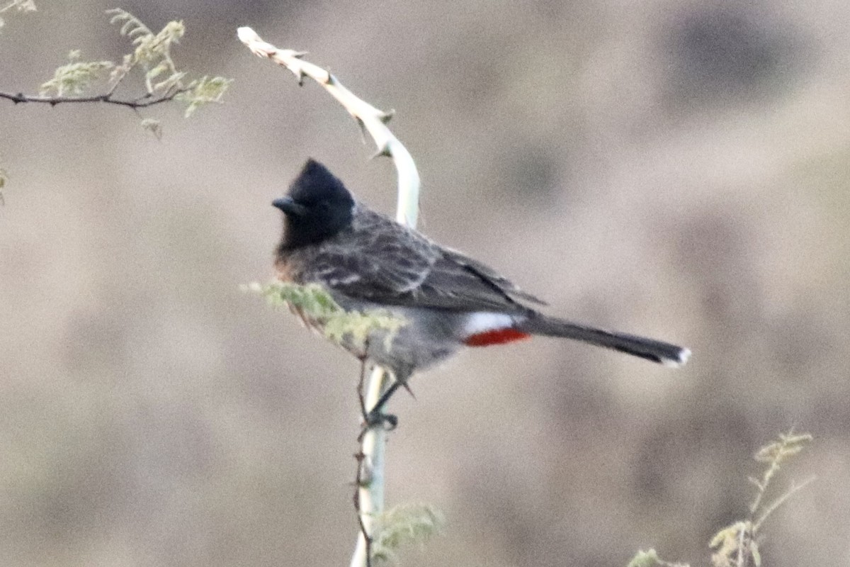 Red-vented Bulbul - ML410428111