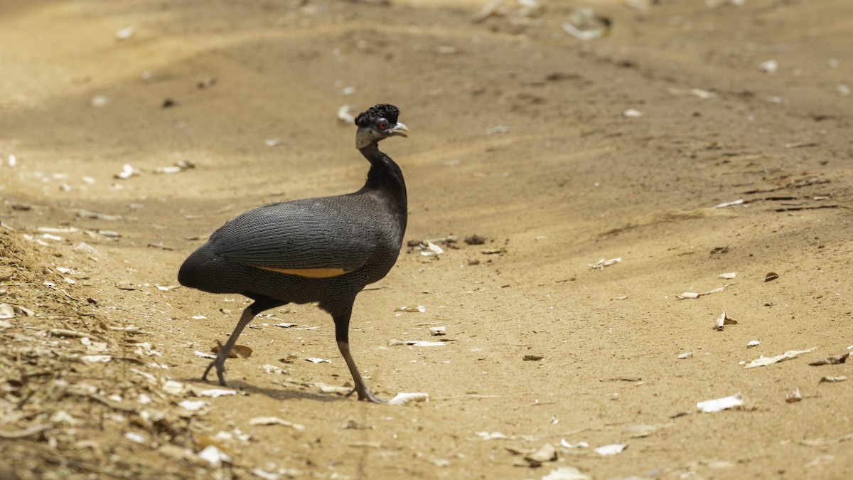 Southern Crested Guineafowl - ML410429241