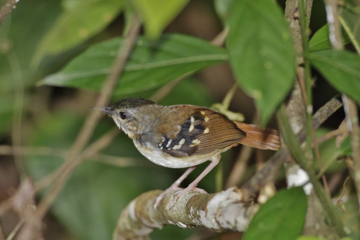 Chestnut-tailed Antbird - Oliver  Metcalf