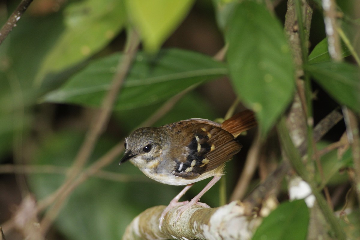 Chestnut-tailed Antbird - Oliver  Metcalf