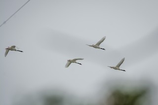 Black-necked Swan, ML410432581