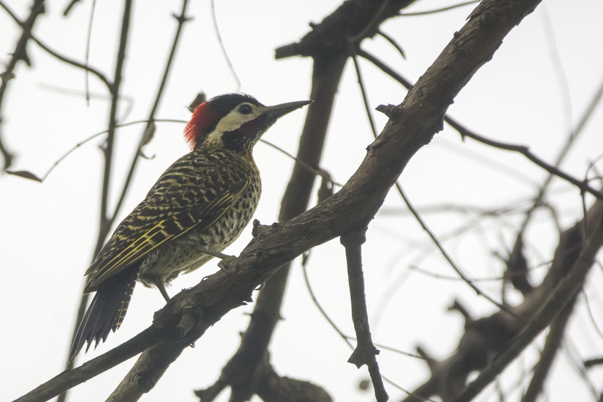 Green-barred Woodpecker - Leonel Melvern