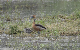 Fulvous Whistling-Duck, ML410434761
