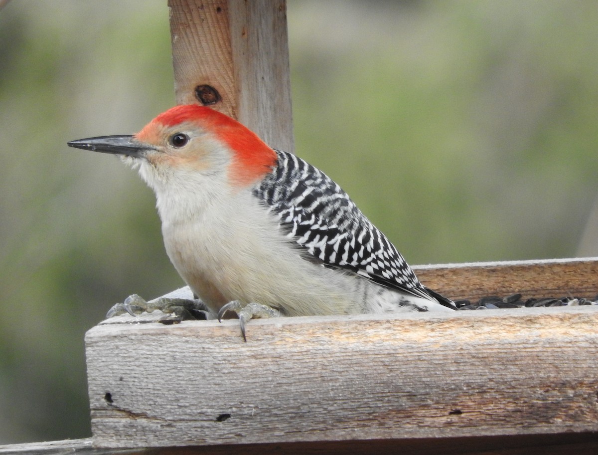 Red-bellied Woodpecker - Tim Oksiuta