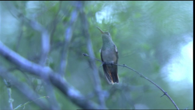 kolibřík yukatanský (ssp. cerviniventris/chalconota) - ML410440