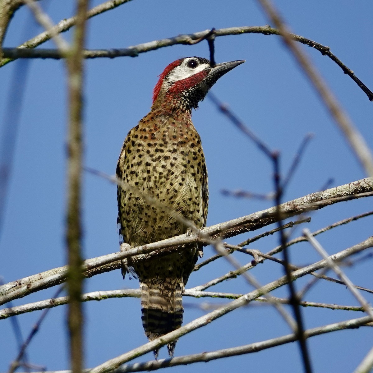 Spot-breasted Woodpecker - Curtis Smith