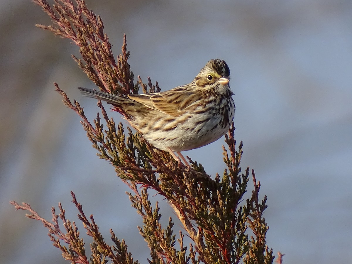 Savannah Sparrow - ML410447641