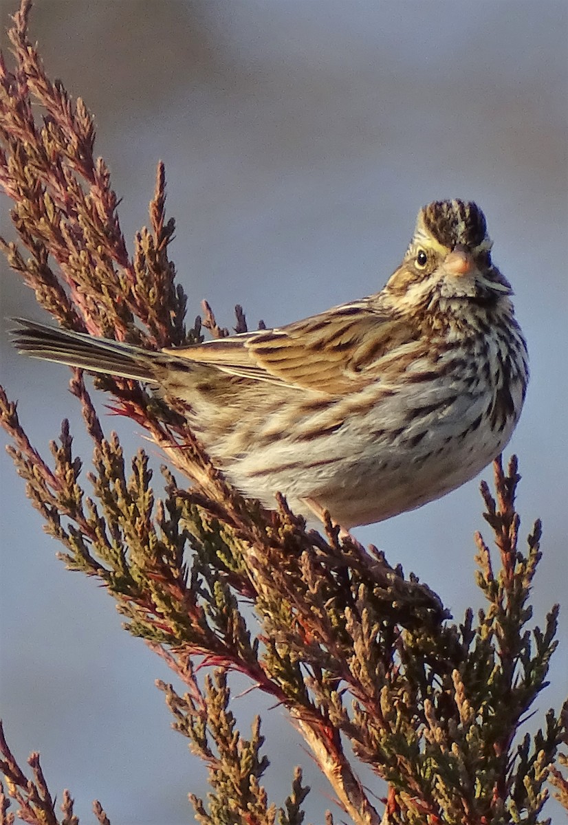 Savannah Sparrow - ML410447661