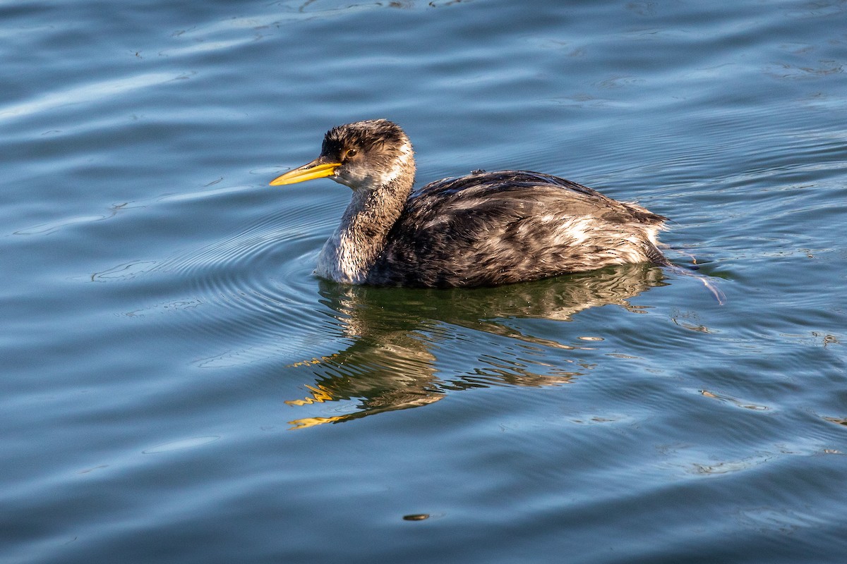 Red-necked Grebe - ML410456501