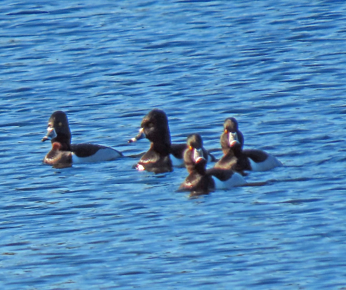 Ring-necked Duck - ML410458131
