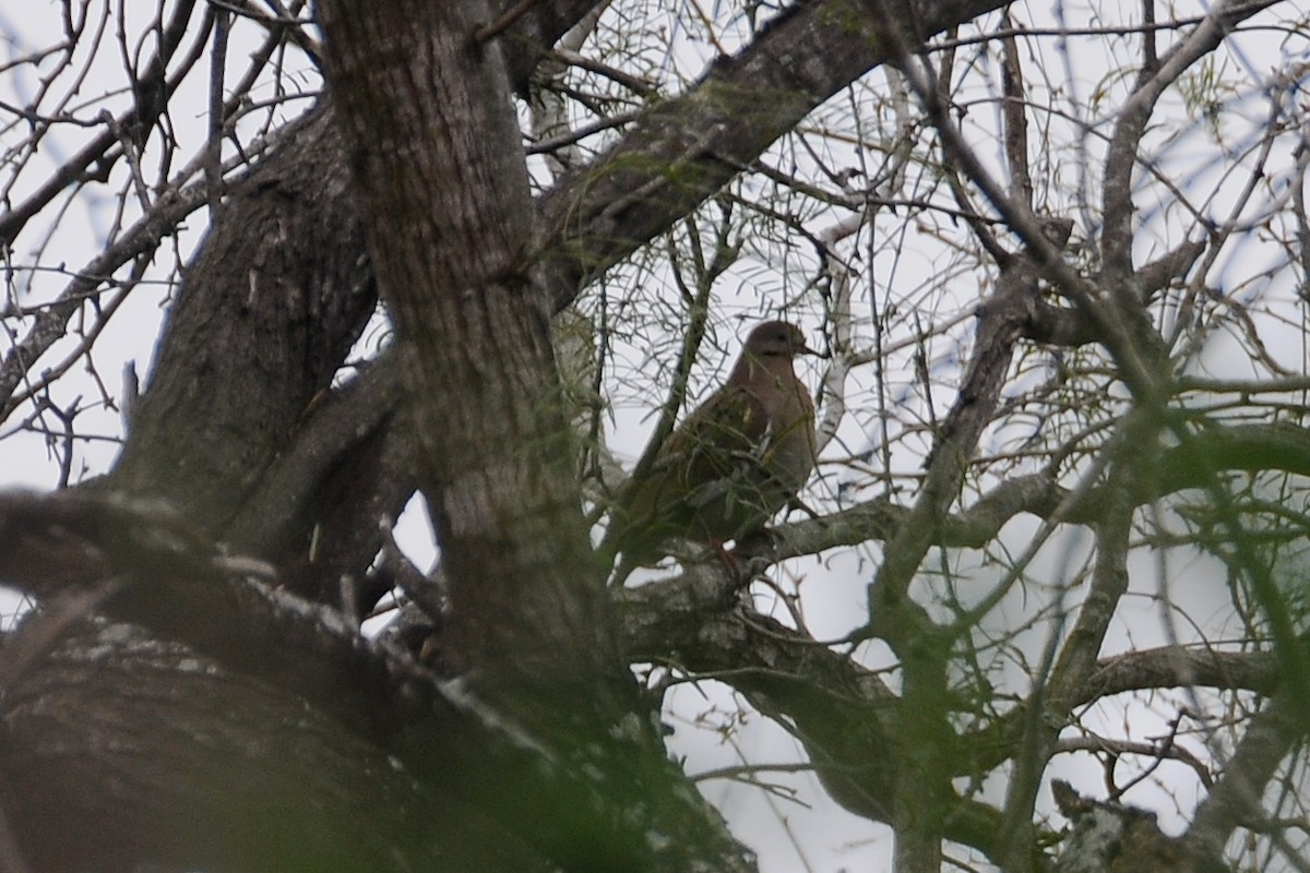 eBird Checklist 5 Nov 2014 Salineño Wildlife Preserve (LTC 080