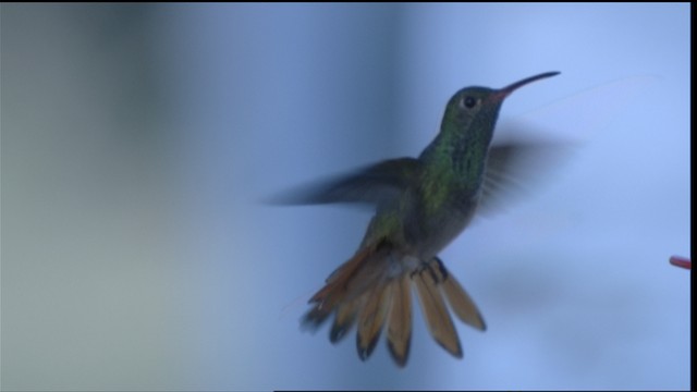 Buff-bellied Hummingbird (Northern) - ML410461