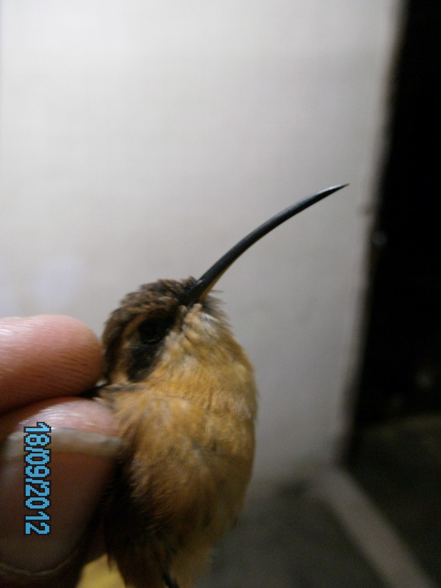Серогорлый колибри-отшельник - ML410463441