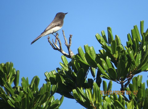 Black Phoebe - Lena Hayashi