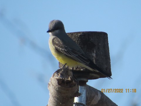 Cassin's Kingbird - Lena Hayashi