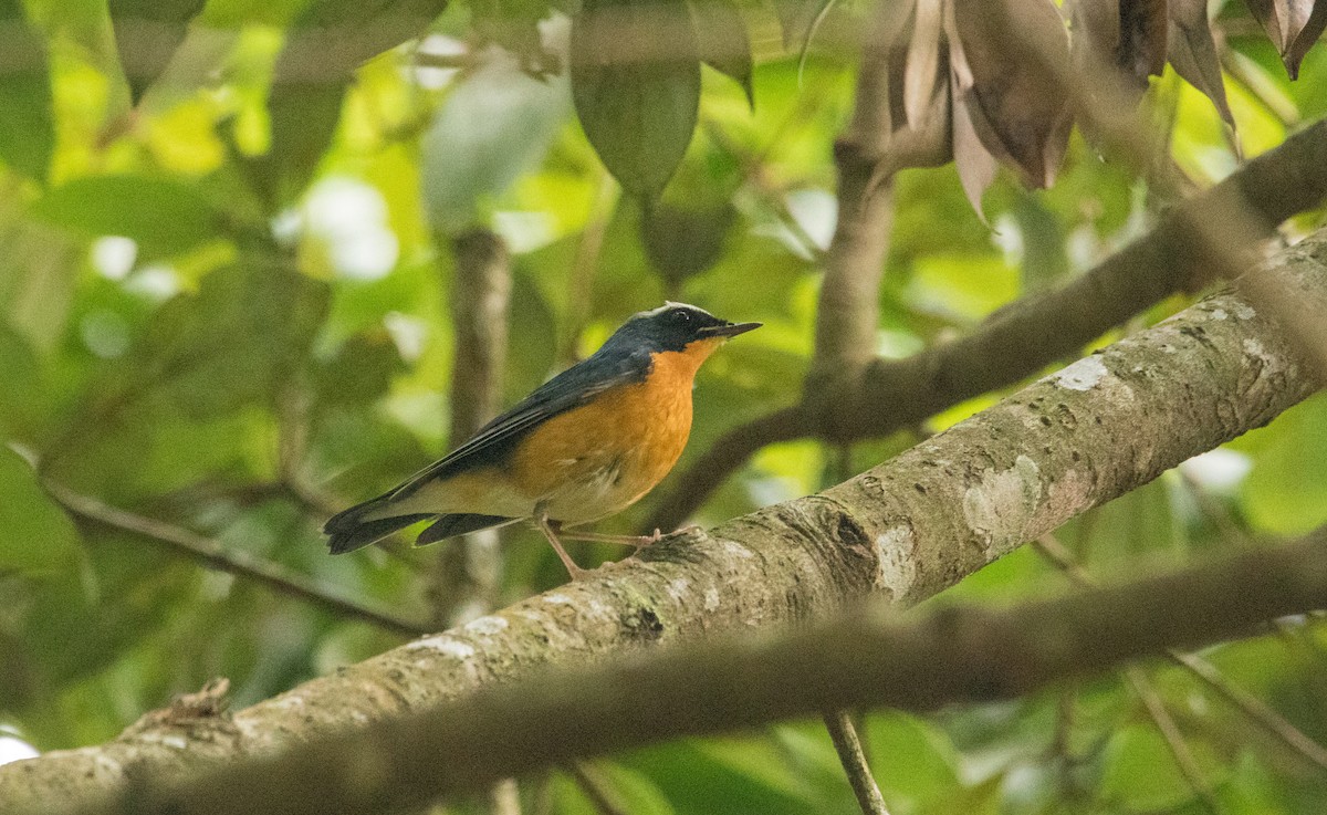 Indian Blue Robin - ML410469071