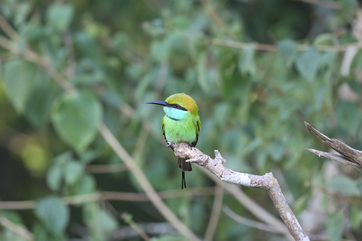 Asian Green Bee-eater - ML41047621