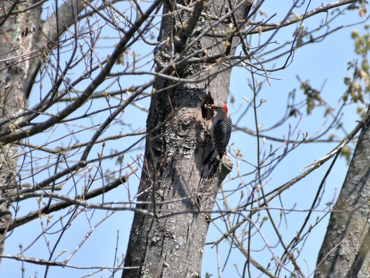 Red-bellied Woodpecker - ML410477581