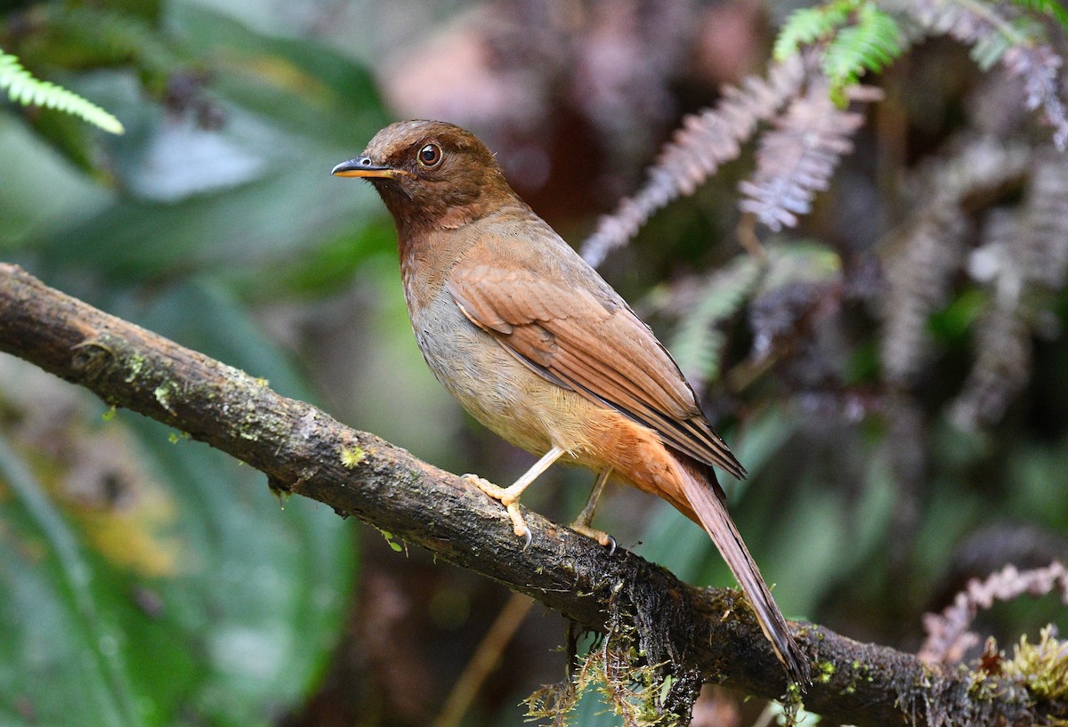 Rufous-brown Solitaire - ML410477711