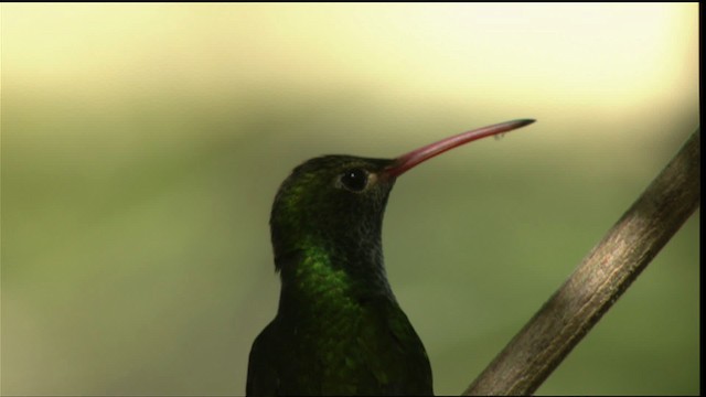 kolibřík yukatanský (ssp. cerviniventris/chalconota) - ML410478