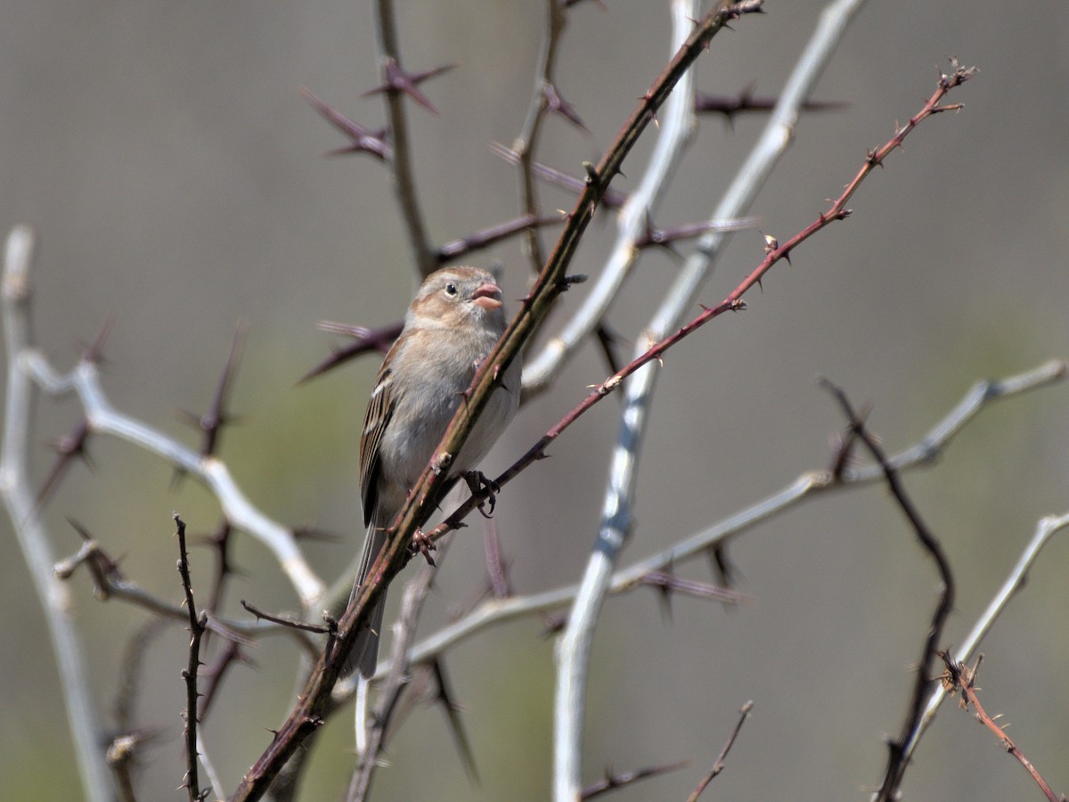 Field Sparrow - ML410478991