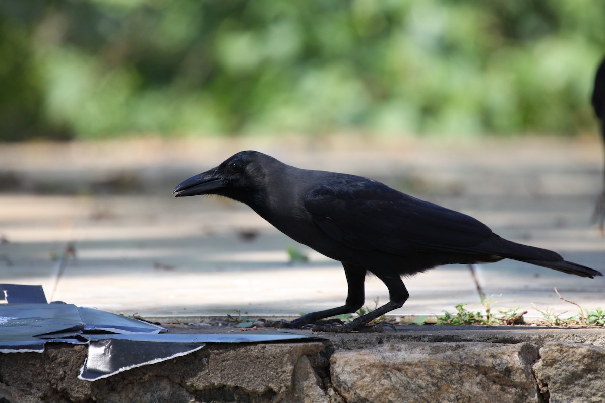 Large-billed Crow - Adam Byrne