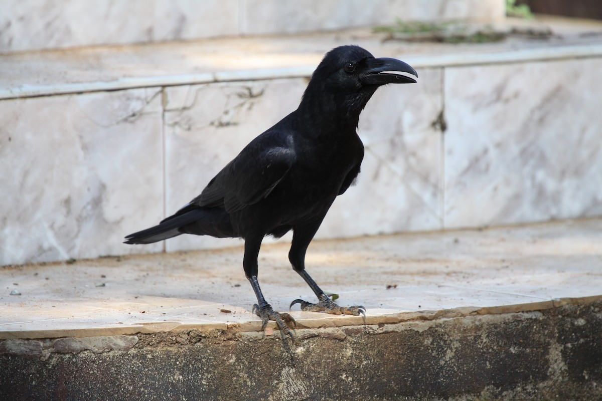 Large-billed Crow - ML41048241
