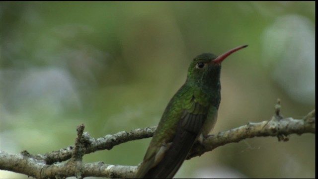 kolibřík yukatanský (ssp. cerviniventris/chalconota) - ML410485